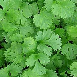 Manufacturers Exporters and Wholesale Suppliers of Coriander Pune Maharashtra