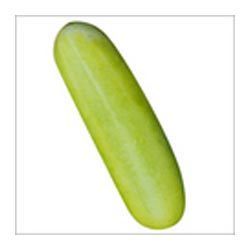 Cucumbers Manufacturer Supplier Wholesale Exporter Importer Buyer Trader Retailer in Pune Maharashtra India