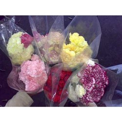 Carnation