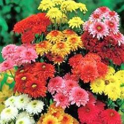 Manufacturers Exporters and Wholesale Suppliers of Chrysanthemum Pune Maharashtra