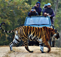 Ranthambore