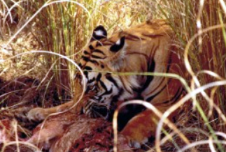 Bandhavgarh