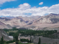 Manufacturers Exporters and Wholesale Suppliers of ALCHI New Delhi Delhi