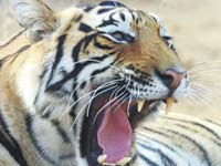 Manufacturers Exporters and Wholesale Suppliers of RANTHAMBORE New Delhi Delhi