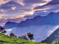 Manufacturers Exporters and Wholesale Suppliers of MUNNAR New Delhi Delhi