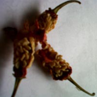Bhut Jolokia Seeds