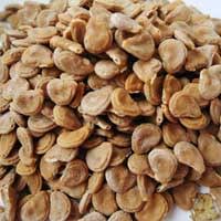 Manufacturers Exporters and Wholesale Suppliers of Datura Metel Tuticorin Tamil Nadu