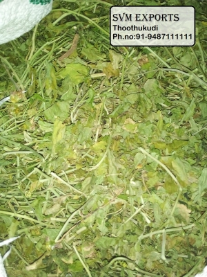 Manufacturers Exporters and Wholesale Suppliers of Passiflora incaranta  leaves Tuticorin Tamil Nadu