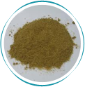 Coriander