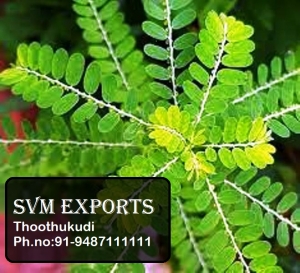 Manufacturers Exporters and Wholesale Suppliers of Phyllanthus Amarus (LEAVES Tuticorin Tamil Nadu