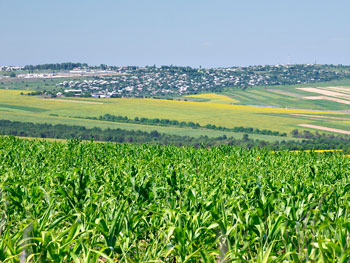 Maize