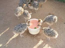 Manufacturers Exporters and Wholesale Suppliers of Ostrich chicks for sale Cape Town 