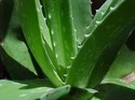 Manufacturers Exporters and Wholesale Suppliers of Aloe Vera (Aloe Vera Barbedensis) Juice jaipur Rajasthan