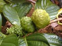 Manufacturers Exporters and Wholesale Suppliers of Noni (Morinda Citrifolia) jaipur Rajasthan