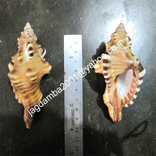 Manufacturers Exporters and Wholesale Suppliers of Ganesh Shankh 	new Agra Uttar Pradesh