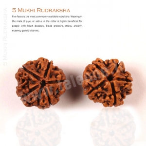 Manufacturers Exporters and Wholesale Suppliers of 5 Mukhi Rudraksha Delhi Delhi