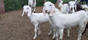 sojat goat Manufacturer Supplier Wholesale Exporter Importer Buyer Trader Retailer in Gadarwara Madhya Pradesh India