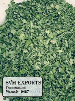 Manufacturers Exporters and Wholesale Suppliers of MORINGA DRIED LEAVES Tuticorin Tamil Nadu