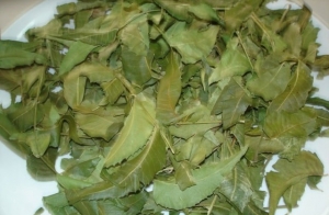 Neem Leaves (Azadirachta Indica) Manufacturer Supplier Wholesale Exporter Importer Buyer Trader Retailer in Tuticorin Tamil Nadu India