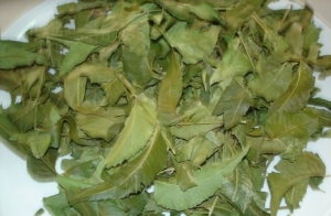 Neem Leaves (Azadirachta Indica) Manufacturer Supplier Wholesale Exporter Importer Buyer Trader Retailer in Tuticorin Tamil Nadu India