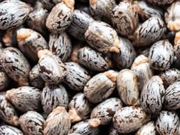 Manufacturers Exporters and Wholesale Suppliers of Castor Seeds Tuticorin Tamil Nadu
