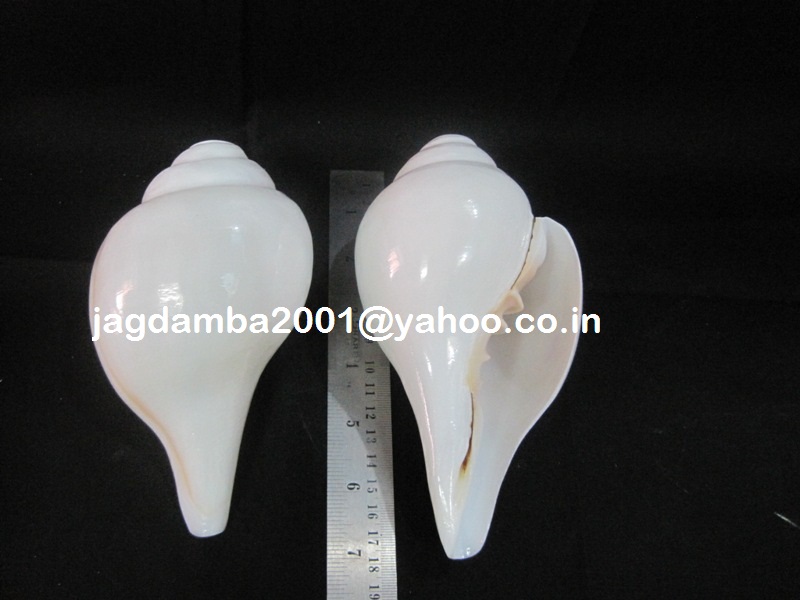 Manufacturers Exporters and Wholesale Suppliers of Shankha the divine shell Agra Uttar Pradesh