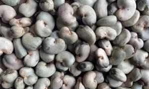 Raw Cashew Nuts Manufacturer Supplier Wholesale Exporter Importer Buyer Trader Retailer in Gangtok Sikkim India