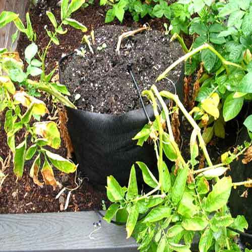 Grow Bags Manufacturer Supplier Wholesale Exporter Importer Buyer Trader Retailer in Mount Lavinia  Sri Lanka