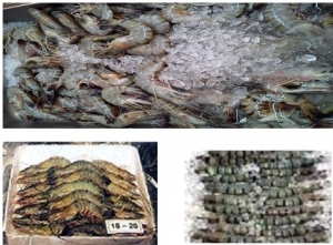 Manufacturers Exporters and Wholesale Suppliers of Frozen Shrimp Mojokerto Other