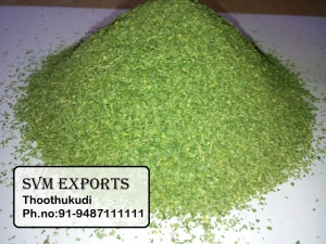 Manufacturers Exporters and Wholesale Suppliers of DRUMSTICK TBC LEAVES Tuticorin Tamil Nadu