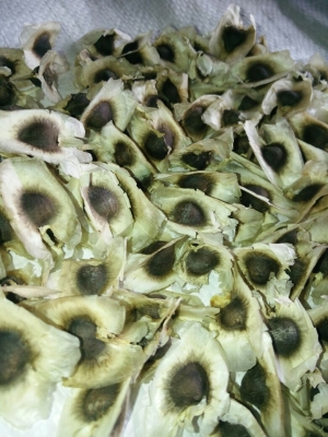 Manufacturers Exporters and Wholesale Suppliers of Moringa seeds with wings Tuticorin Tamil Nadu