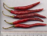 Chilli