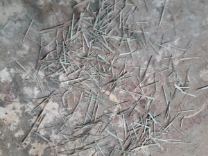 Manufacturers Exporters and Wholesale Suppliers of Licorice root Tuticorin Tamil Nadu