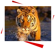 Manufacturers Exporters and Wholesale Suppliers of Wildlife Tour Agra Uttar Pradesh
