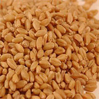 Manufacturers Exporters and Wholesale Suppliers of Wheat Hanumangarh Jn. Rajasthan
