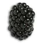 Manufacturers Exporters and Wholesale Suppliers of Berries Holland Avenue 