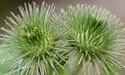 Medicinal Plants Manufacturer Supplier Wholesale Exporter Importer Buyer Trader Retailer in Gujarat  India