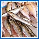 Frozen Sardine