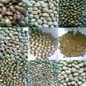 Pulses Seeds