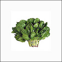 Dried Vegetable Powders