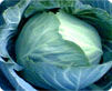 Cabbage Manufacturer Supplier Wholesale Exporter Importer Buyer Trader Retailer in DELHI Delhi India