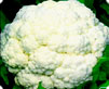 Cauliflower Manufacturer Supplier Wholesale Exporter Importer Buyer Trader Retailer in DELHI Delhi India