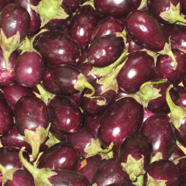 Manufacturers Exporters and Wholesale Suppliers of Fresh Brinjal Mumbai Maharashtra Fresh Brinjal