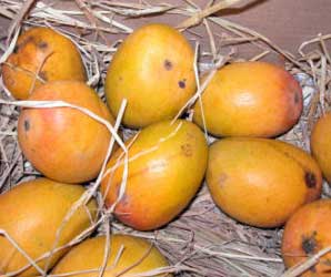 Fresh Mangoes Manufacturer Supplier Wholesale Exporter Importer Buyer Trader Retailer in Mumbai Maharashtra India