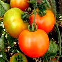 Tomato Hybrid Seeds