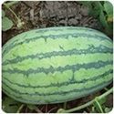 Hybrid Watermelon Seeds