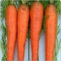 Imported Carrot Seeds Manufacturer Supplier Wholesale Exporter Importer Buyer Trader Retailer in SECUNDERABAD Andhra Pradesh India