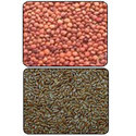 Grains & Seeds