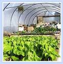 Greenhouse Cover Manufacturer Supplier Wholesale Exporter Importer Buyer Trader Retailer in HYDERABAD Andhra Pradesh India