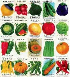 Manufacturers Exporters and Wholesale Suppliers of Vegetable Seeds BANGALORE Karnataka